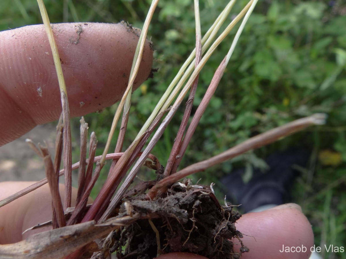 Eriocaulon thysanocephalum S.M.Phillips